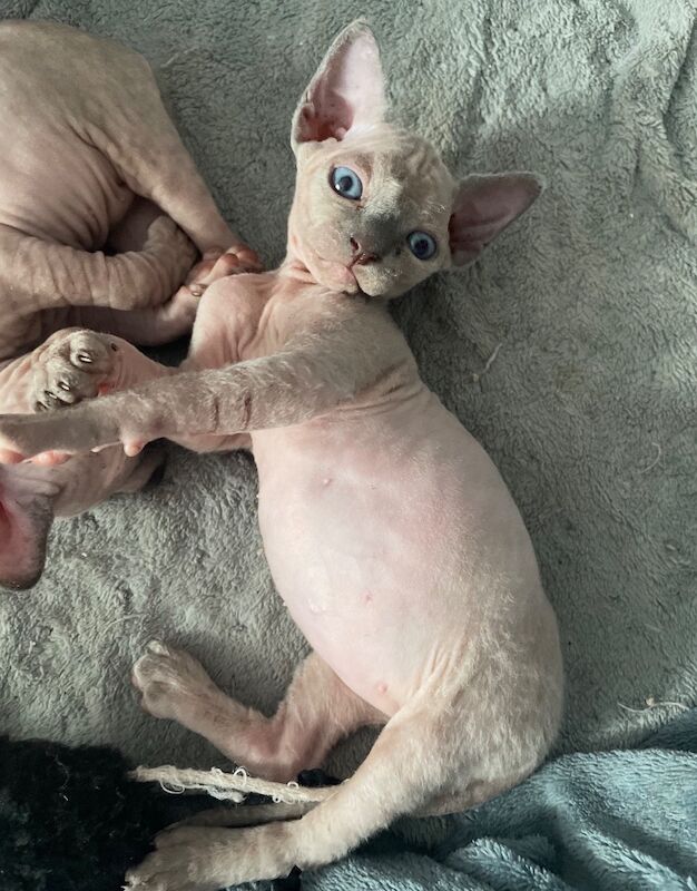 Blue Sphynx kittens for sale - Image 3 of 8
