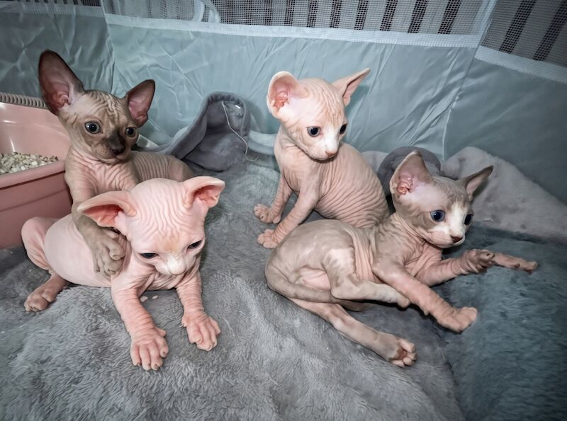 Blue Sphynx kittens for sale - Image 4 of 8