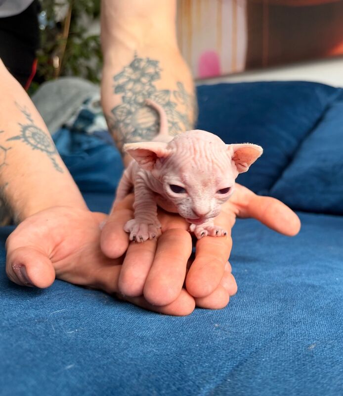 Blue Sphynx kittens for sale - Image 5 of 8