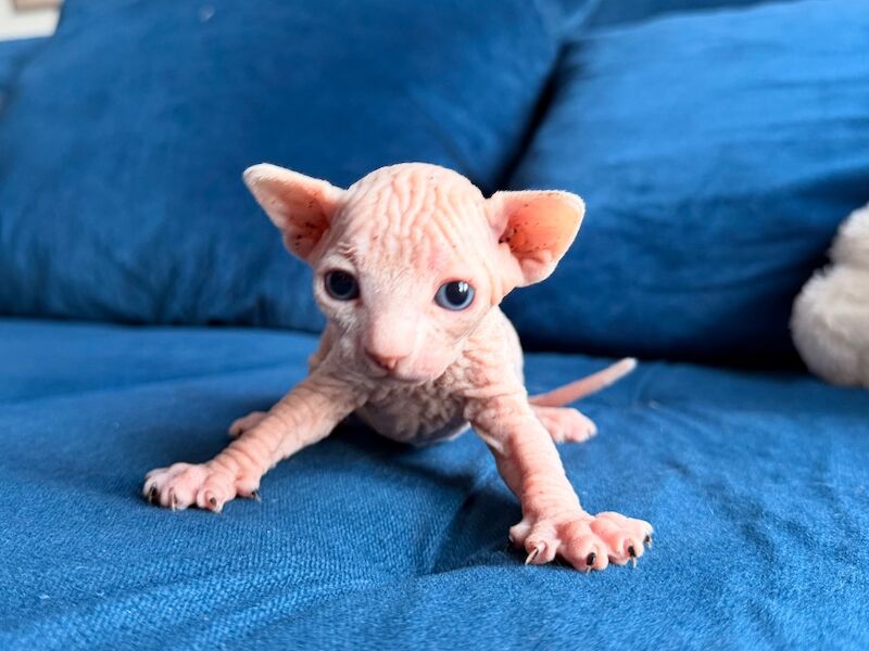 Blue Sphynx kittens for sale - Image 6 of 8