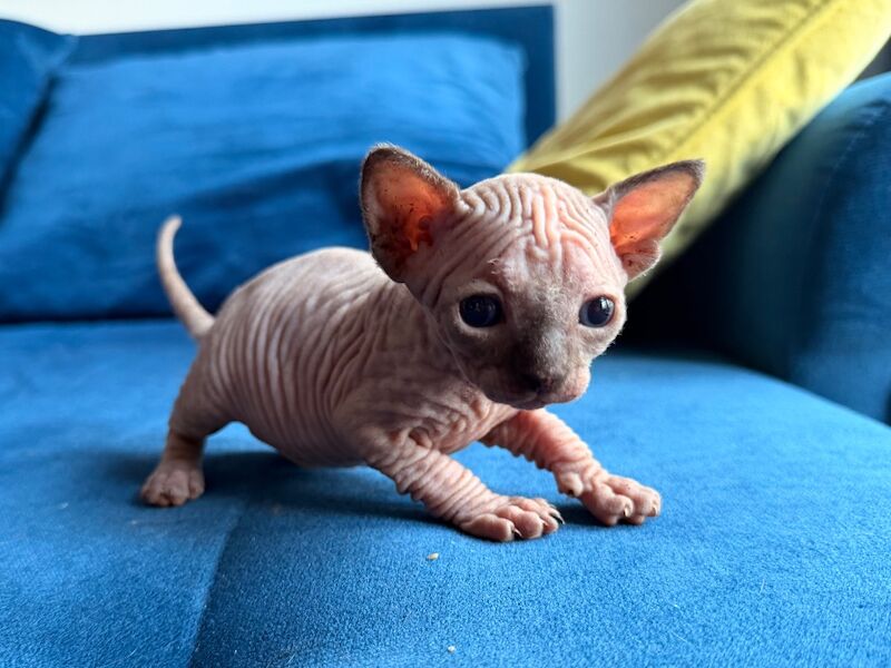 Blue Sphynx kittens for sale - Image 7 of 8