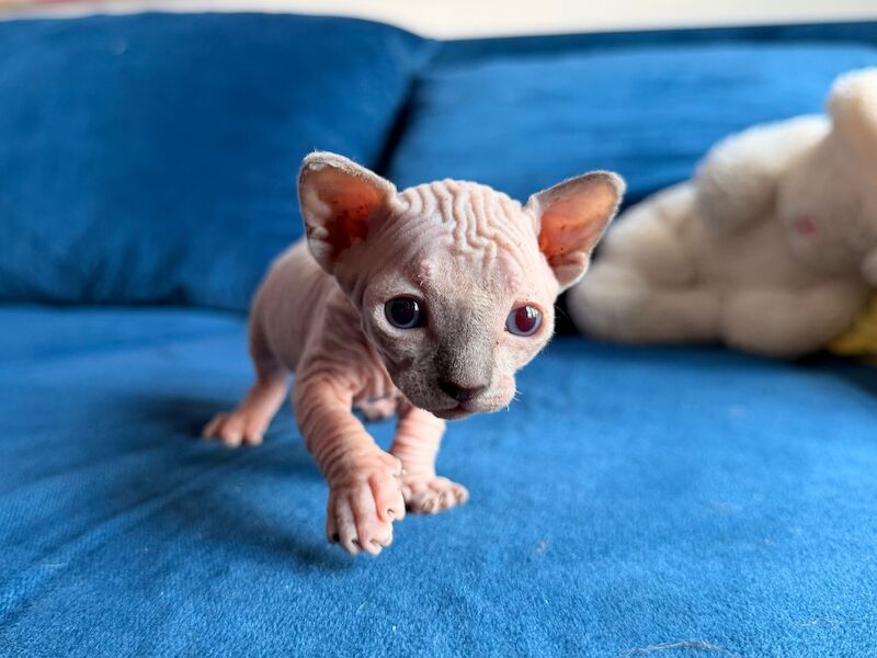 Blue Sphynx kittens for sale - Image 8 of 8
