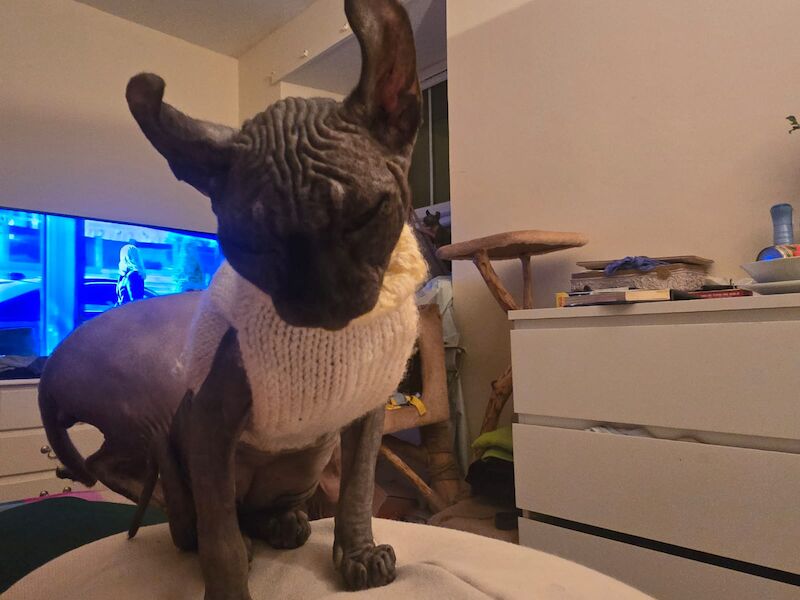 Sphynx kittens for sale in Hayle, Cornwall β 4 months old - Image 2 of 11