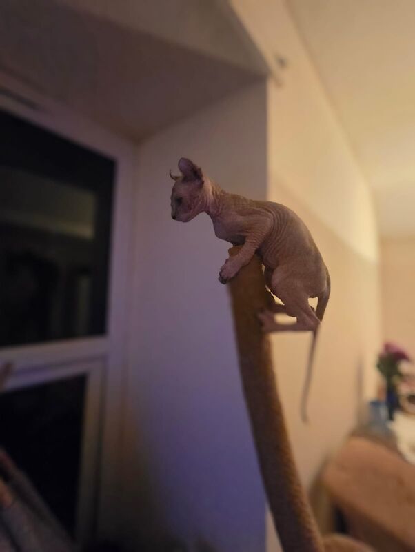 Sphynx kittens for sale in Hayle, Cornwall β 4 months old - Image 3 of 11