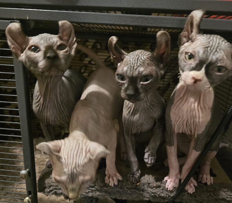 Sphynx kittens for sale in Hayle, Cornwall β 4 months old - Image 4 of 11