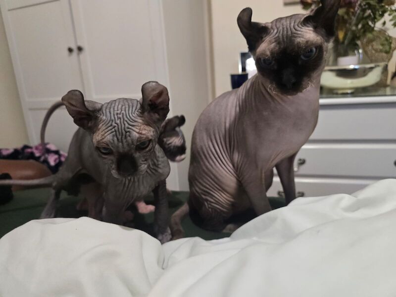 Sphynx kittens for sale in Hayle, Cornwall β 4 months old - Image 5 of 11