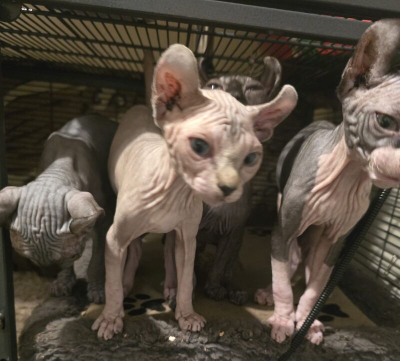 Sphynx kittens for sale in Hayle, Cornwall β 4 months old - Image 9 of 11