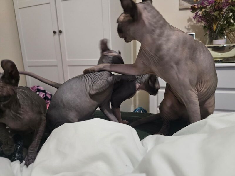 Sphynx kittens for sale in Hayle, Cornwall β 4 months old - Image 10 of 11