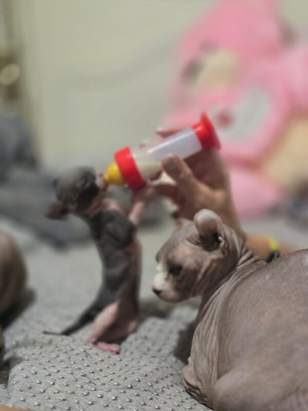 Sphynx kittens for sale in Hayle, Cornwall β 4 months old - Image 11 of 11