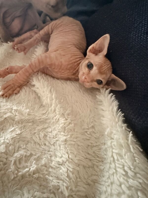 Female Sphynx Kittens - Image 2 of 8