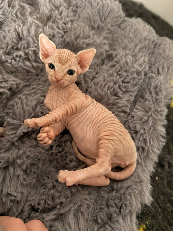 Female Sphynx Kittens - Image 3 of 8