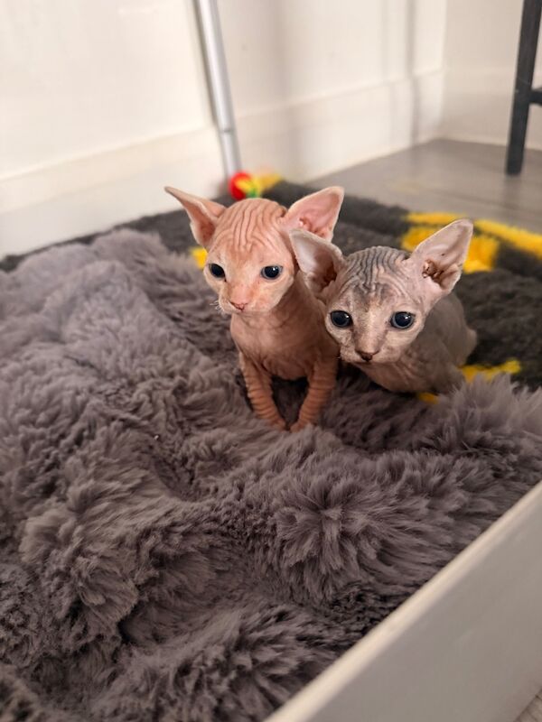 Female Sphynx Kittens - Image 4 of 8