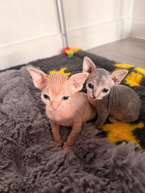 Female Sphynx Kittens - Image 5 of 8