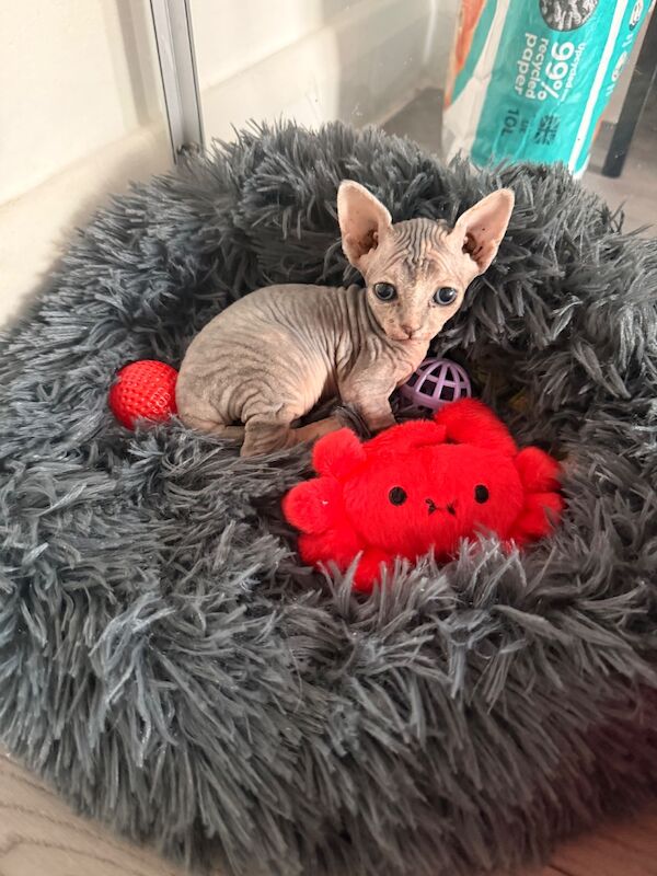 Female Sphynx Kittens - Image 6 of 8