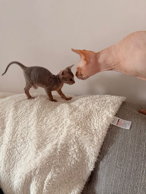 Female Sphynx Kittens - Image 7 of 8