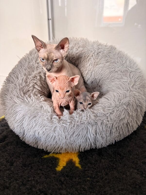 Female Sphynx Kittens - Image 8 of 8