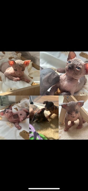Sphynx kittens for sale in Harlow, Essex – 5 weeks old