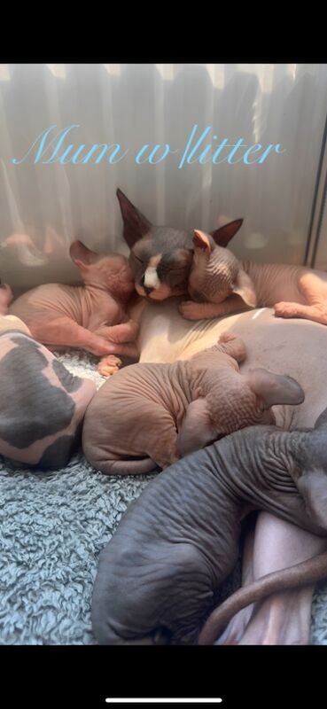 Sphynx kittens for sale in Harlow, Essex – 5 weeks old - Image 2 of 15