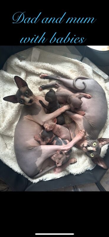 Sphynx kittens for sale in Harlow, Essex – 5 weeks old - Image 3 of 15