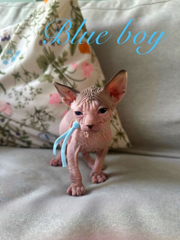 Sphynx kittens for sale in Harlow, Essex – 5 weeks old - Image 4 of 15