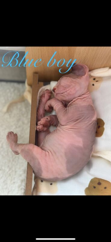 Sphynx kittens for sale in Harlow, Essex – 5 weeks old - Image 5 of 15