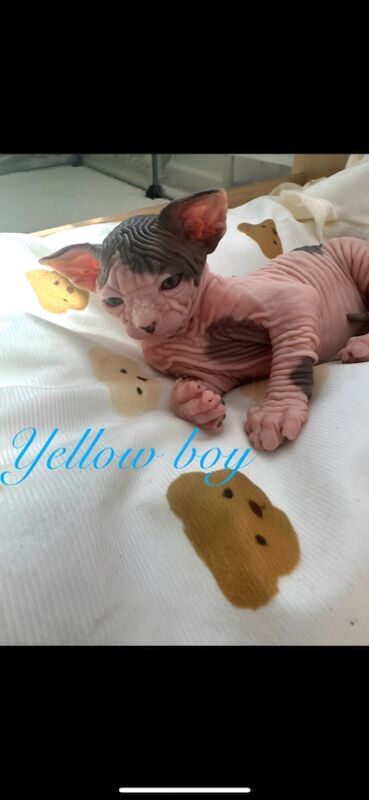 Sphynx kittens for sale in Harlow, Essex – 5 weeks old - Image 6 of 15