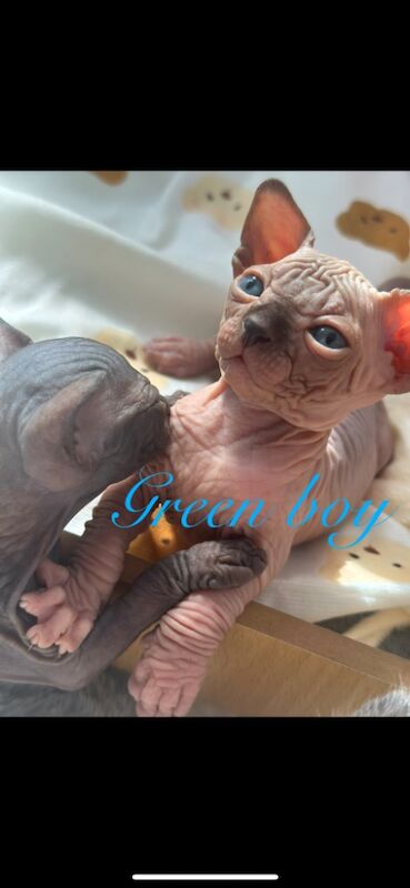 Sphynx kittens for sale in Harlow, Essex – 5 weeks old - Image 7 of 15