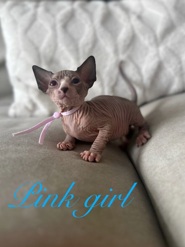 Sphynx kittens for sale in Harlow, Essex – 5 weeks old - Image 8 of 15