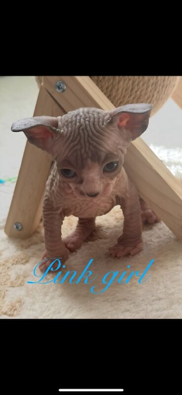 Sphynx kittens for sale in Harlow, Essex – 5 weeks old - Image 9 of 15