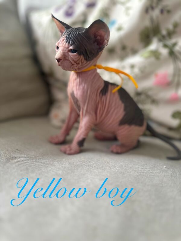 Sphynx kittens for sale in Harlow, Essex – 5 weeks old - Image 10 of 15
