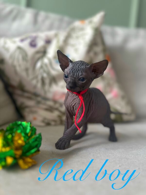 Sphynx kittens for sale in Harlow, Essex – 5 weeks old - Image 11 of 15