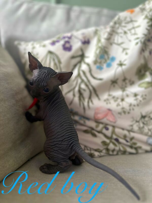 Sphynx kittens for sale in Harlow, Essex – 5 weeks old - Image 12 of 15