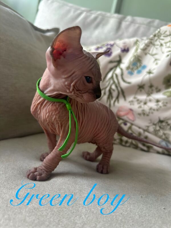 Sphynx kittens for sale in Harlow, Essex – 5 weeks old - Image 13 of 15
