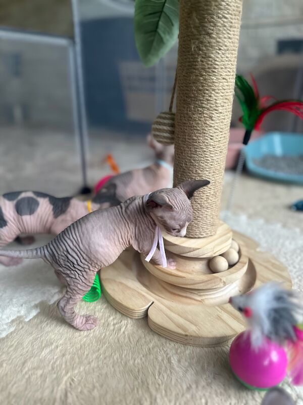 Sphynx kittens for sale in Harlow, Essex – 5 weeks old - Image 14 of 15