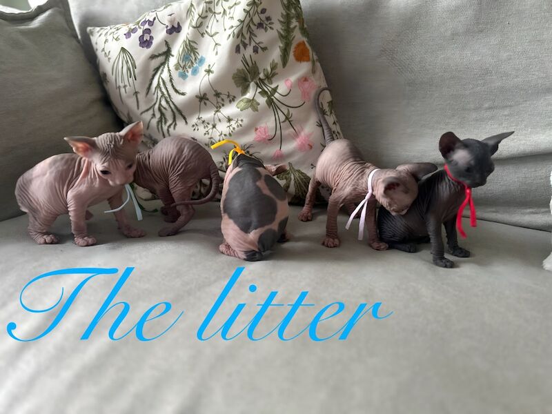 Sphynx kittens for sale in Harlow, Essex – 5 weeks old - Image 15 of 15