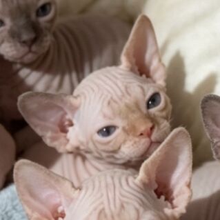 Gorgeous sphynx kittens girls and boys - Image 4 of 10