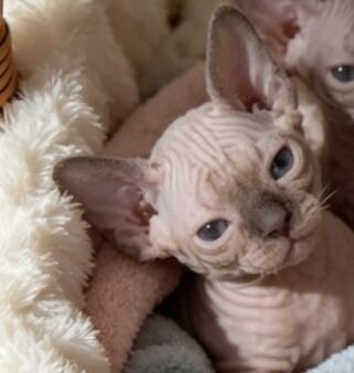 Gorgeous sphynx kittens girls and boys - Image 5 of 10