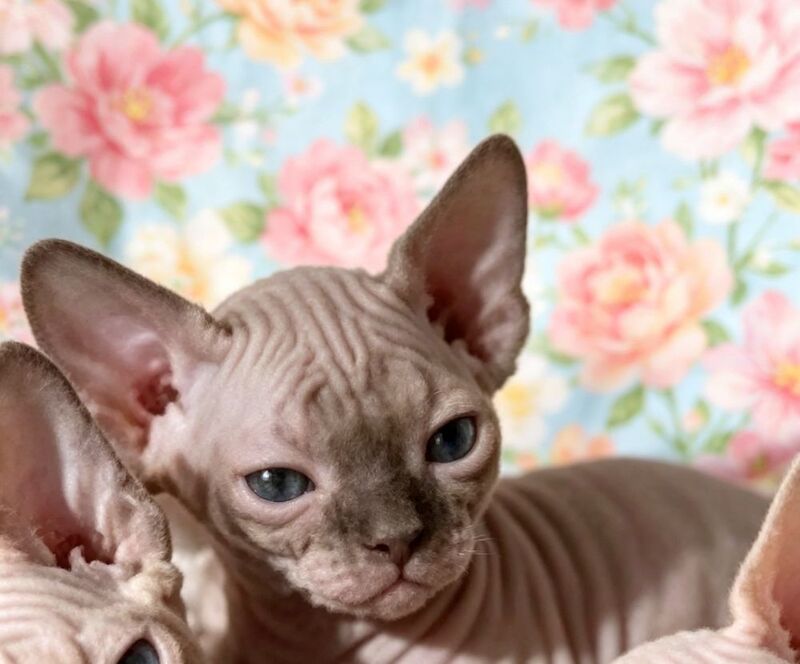 Gorgeous sphynx kittens girls and boys - Image 7 of 10