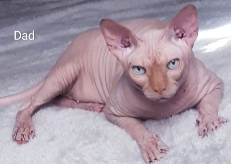 Gorgeous sphynx kittens girls and boys - Image 8 of 10