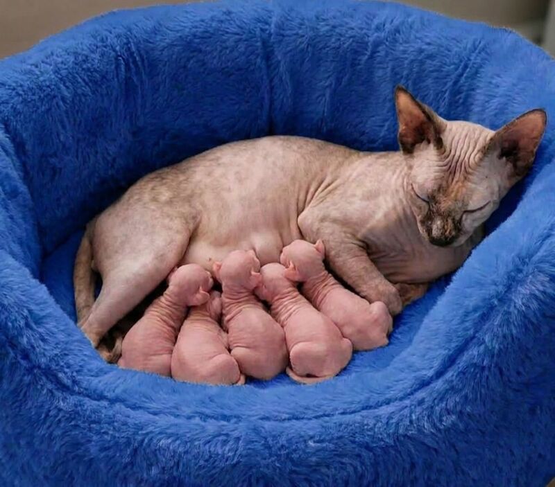 Gorgeous sphynx kittens girls and boys - Image 9 of 10