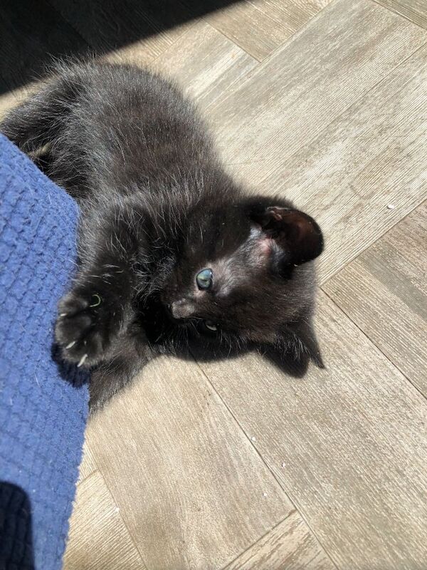 Kittens for sale £70 ready to find forever home