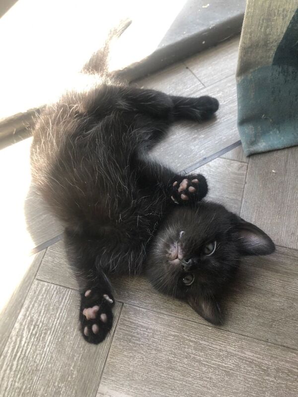 Kittens for sale £70 ready to find forever home - Image 2 of 5