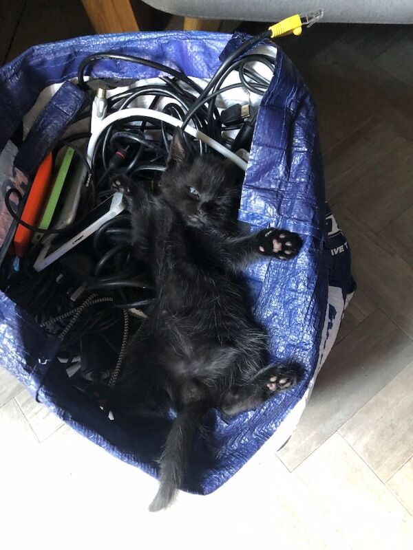 Kittens for sale £70 ready to find forever home - Image 3 of 5