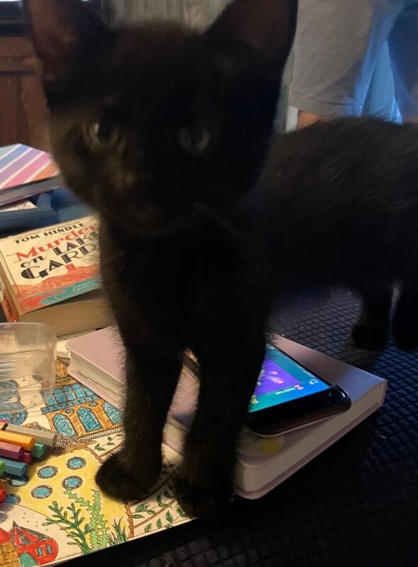 Kittens for sale £70 ready to find forever home - Image 4 of 5