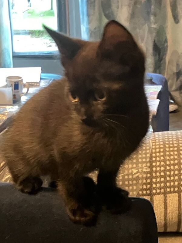 Kittens for sale £70 ready to find forever home - Image 5 of 5