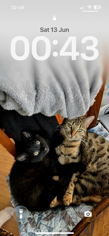 Shakira and Sphynx. BENGAL AND SHORTHAIR - Image 2 of 4