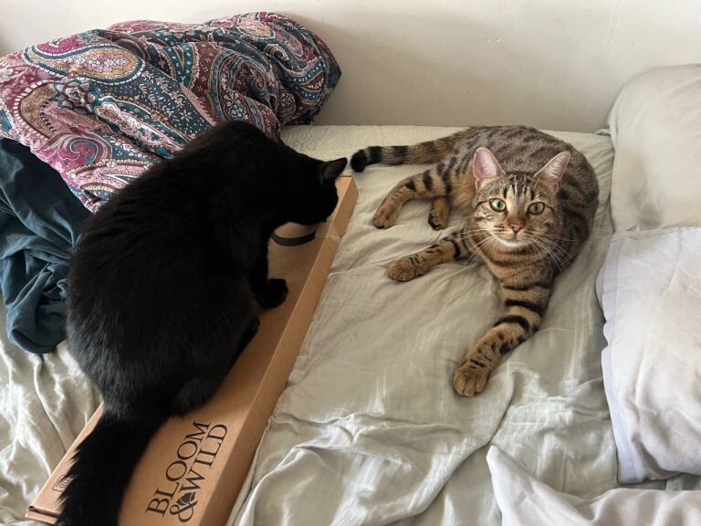 Shakira and Sphynx. BENGAL AND SHORTHAIR - Image 3 of 4