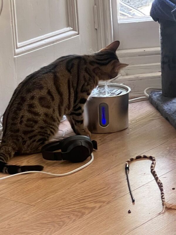 Shakira and Sphynx. BENGAL AND SHORTHAIR - Image 4 of 4