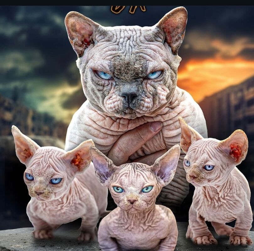 Sphinx for sale in Preston, Lancashire | Image 2