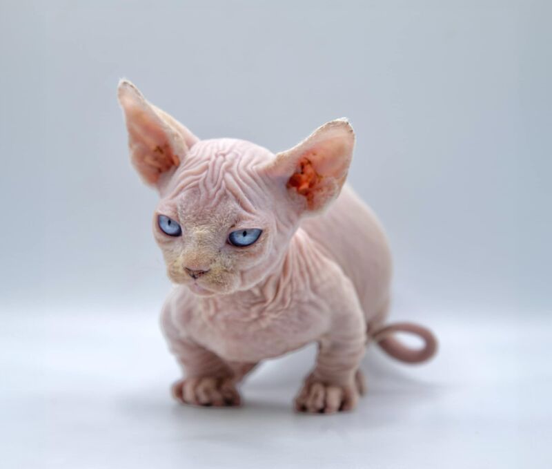 Sphinx for sale in Preston, Lancashire | Image 3